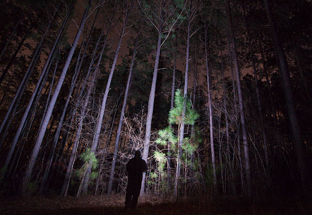istock Shadowy Figure in a Forest at Night 177814239