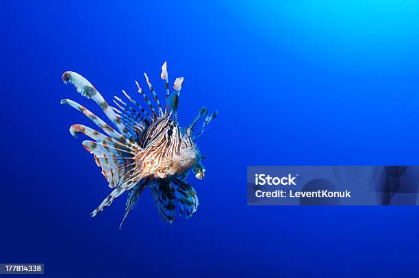 Fish With Space Stock Photo - Download Image Now - Animal, Animals Hunting, Animals In The Wild - iStock Fish With Space Stock Photo - Download Image Now - Animal, Animals Hunting, Animals In The Wild - iStock