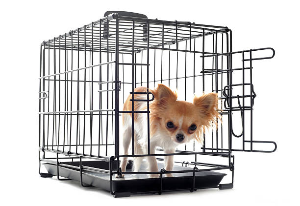 istock chihuahua in kennel 177814524