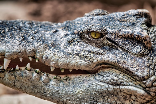 A closeup shot of a large crocodile, with its bright green eyes