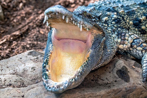 Detail view of a crocodile on the water tepid gestures