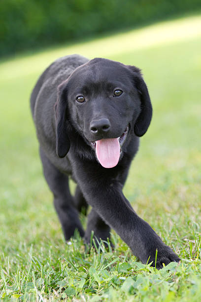 istock portrait of a labrador puppy 177814802