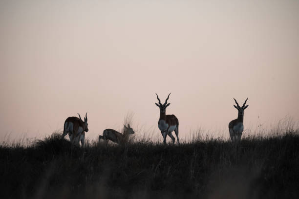 Blackbuck Antelope in Pampas plain environment, La Pampa province, Argentina stock photo