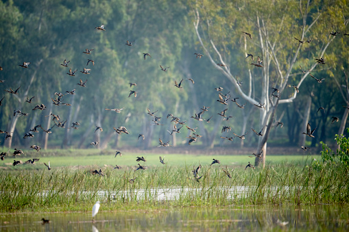 Flock of Ducks Flying
