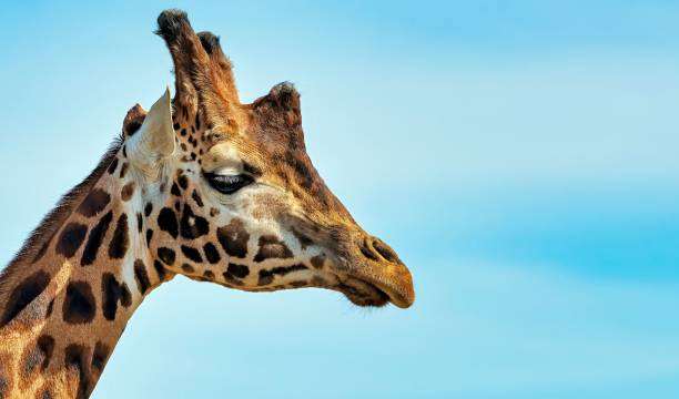 istock Majestic spotted giraffe a bright blue sky backdrop 1778149873