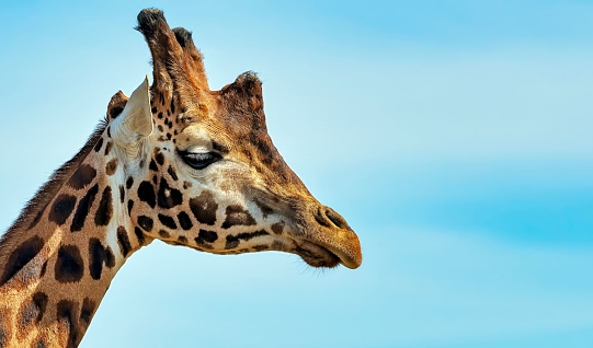 A majestic spotted giraffe a bright blue sky backdrop