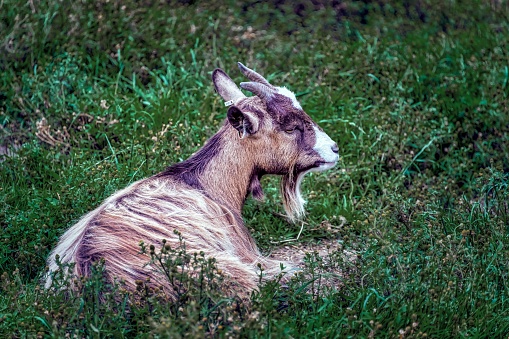 A brown-haired goat resting in a lush green grassy field