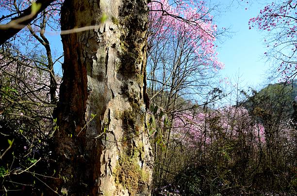 Magnolia tree of 100 years old stock photo