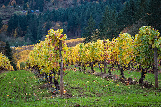 istock Autumn vineyards, Willamette Valley, Oregon 177815188