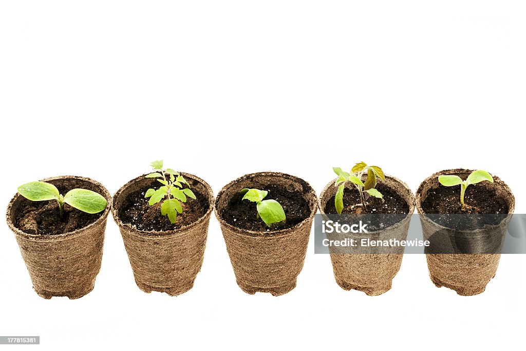 Seedlings crecimiento de la turba moss ollas - Foto de stock de Biodegradable libre de derechos