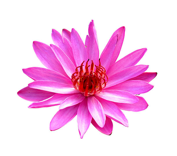 istock pink lotus on white background 177815508