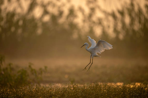 istock Little Egret Flying in Sunrise 1778155280