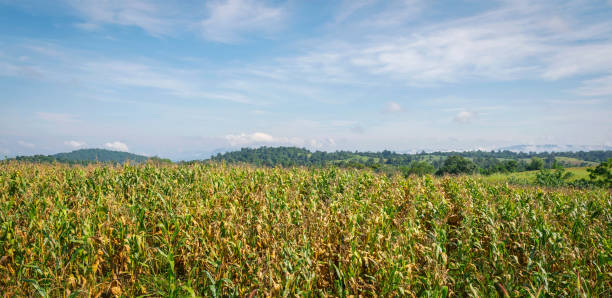 istock corn field in morning light at countryside 1778158317