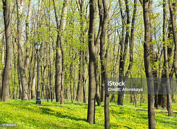 Park W Wiosna Z Primeroses - zdjęcia stockowe i więcej obrazów Bez ludzi - Bez ludzi, Botanika, Drzewo