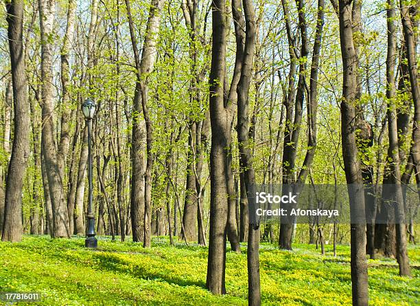Foto de Park Na Primavera Com Primeroses e mais fotos de stock de Bosque - Floresta - Bosque - Floresta, Botânica - Assunto, Exterior