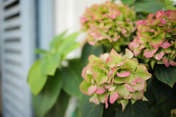 Potted pink and green Hydrangea or Hortensia plant outdoors in November, south of France. Wooden window shutter in background, copy space.