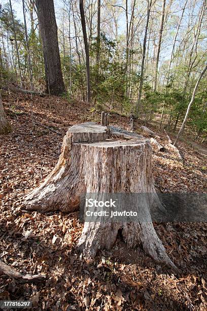 Baumstumpf Stockfoto und mehr Bilder von Alt - Alt, Bauholz, Baum