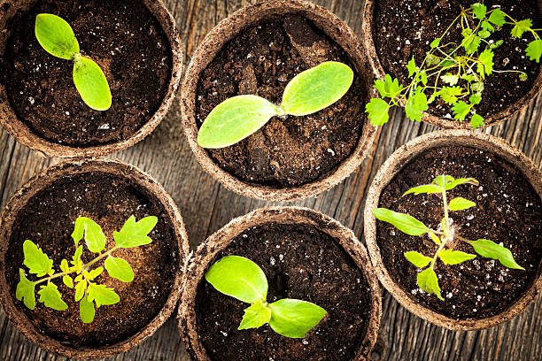 istock Seedlings growing in peat moss pots 177816305