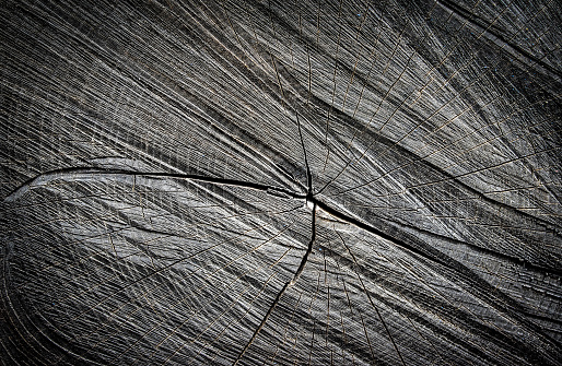 Darkened wood cut as abstract background close up