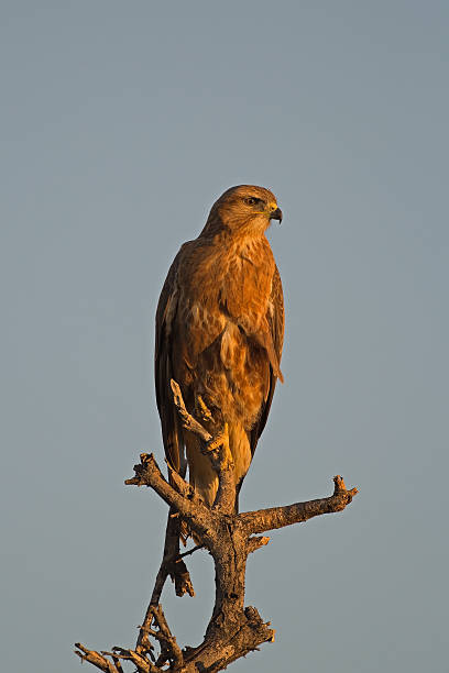istock Immature Southern Pale Chanting Goshawk 177816522