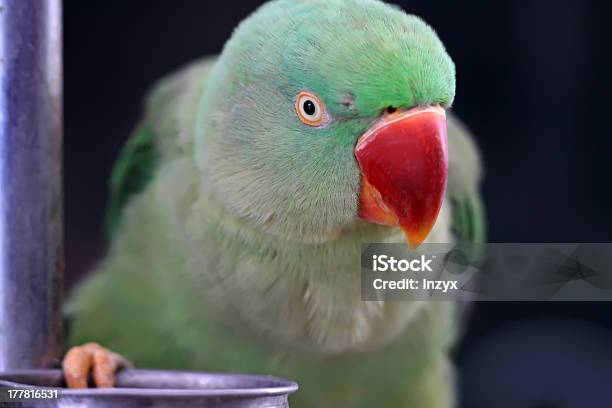 Papagei Stockfoto und mehr Bilder von Einzelner Gegenstand - Einzelner Gegenstand, Extreme Nahaufnahme, Farbton