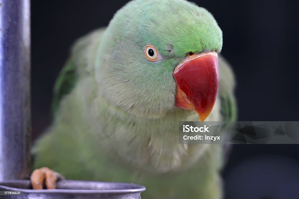 perroquet - Photo de Animaux de compagnie libre de droits