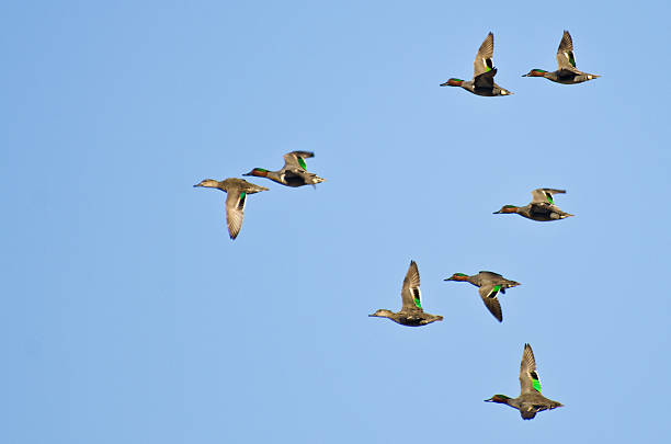 istock Flock of Green-Winged Teals Flying in a Blue Sky 177816617