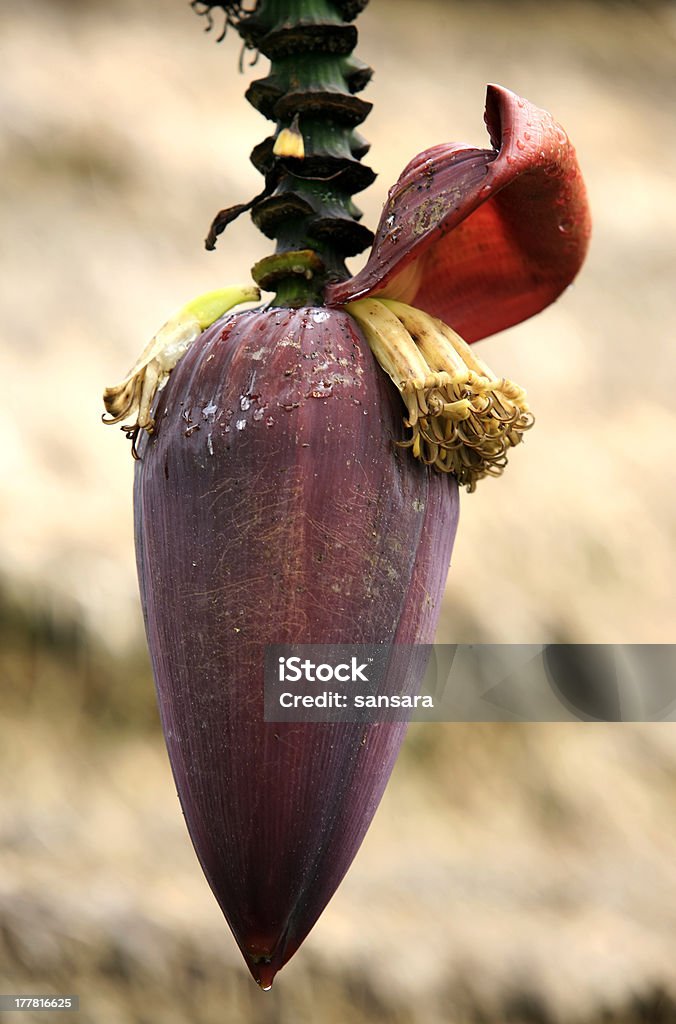 Banana in fiore - Foto stock royalty-free di Albero