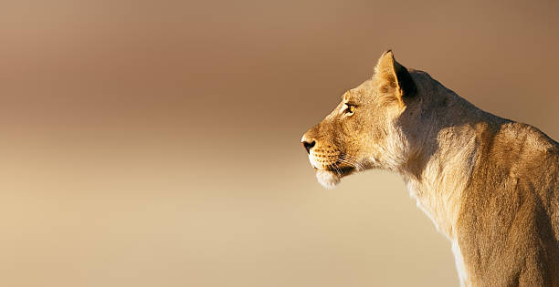 löwin porträt - kalahari gemsbok national park stock-fotos und bilder