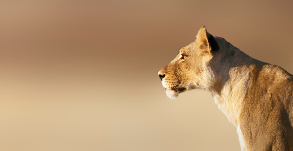Lion; female; panthera leo; South Africa