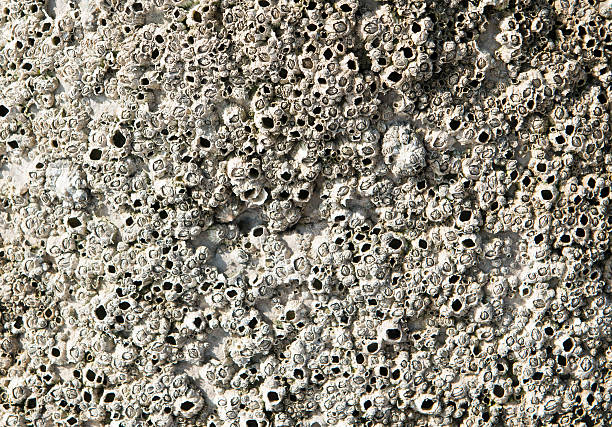 rock covered in barnacles stock photo
