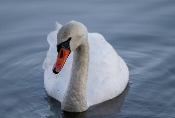 Close up of Mute Swan on Artist Lake,  Middle Island,  Suffolk County,  NY.