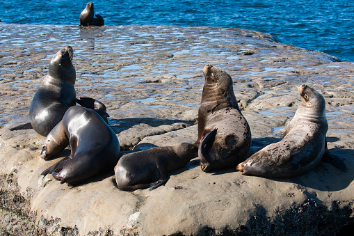 South American  Sea Lion , \nPeninsula Valdes ,Chubut,Patagonia, Argentina