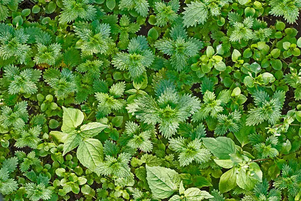 green nettles, weeds background