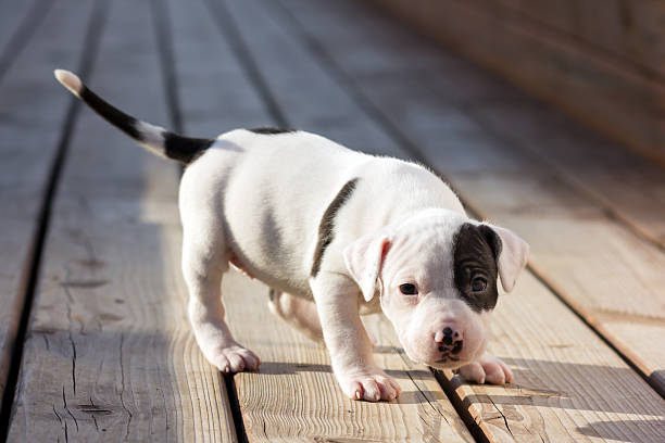 istock American Staffordshire terrier puppy 177817234