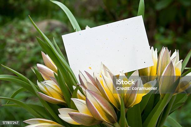 Foto de Tulipas e mais fotos de stock de Amarelo - Amarelo, Aniversário, Bouquet