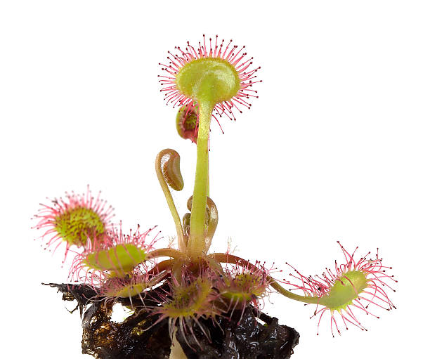 Las Plantas Carnivoras - Banco de fotos e imágenes de stock - iStock Las Plantas Carnivoras - Banco de fotos e imágenes de stock - iStock