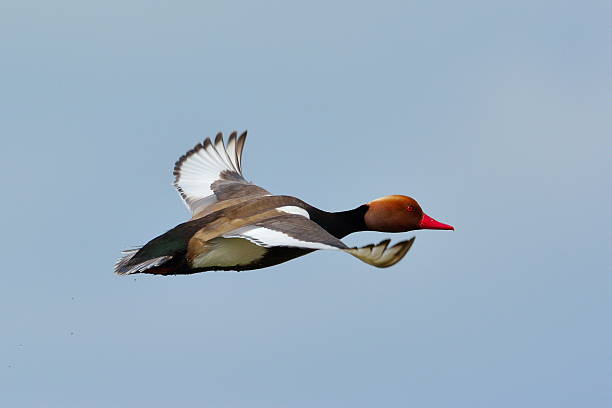 wild duck in flight red crested pochard flying (Netta Rufina) netta rufina stock pictures, royalty-free photos & images