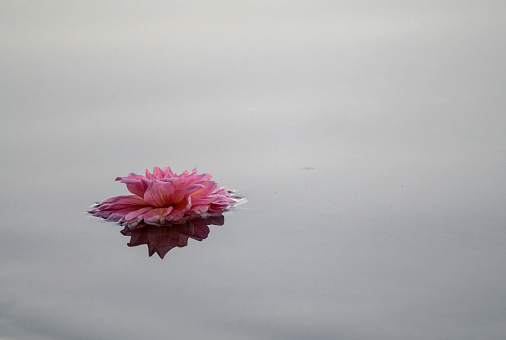 Photo of a Dahlia blossom from memorial bouquet floating on Artist Lake in Middle Island,  Suffolk County,  Long Island, NY.