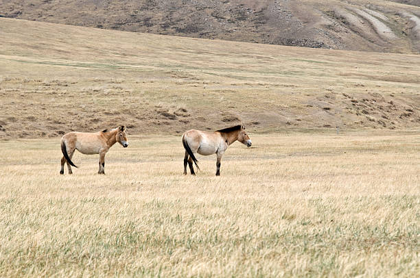 istock Przewalski horse in a pasture at the Mongolian steppe 177817461