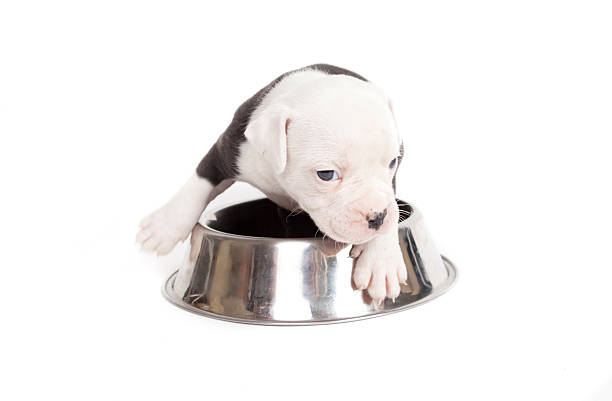 istock Bulldog pups playing on white background 177817582
