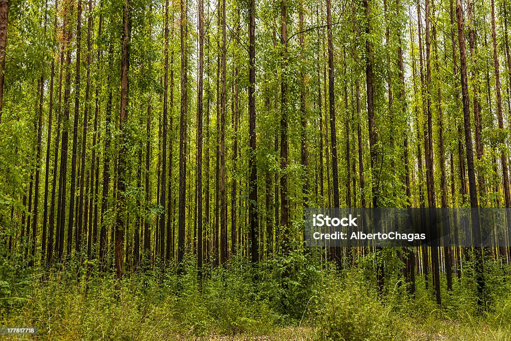Eucalipto foresta - Foto stock royalty-free di Albero di eucalipto