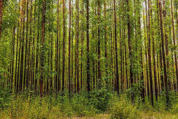 ユーカリの林 - eucalyptus wood ストックフォトと画像