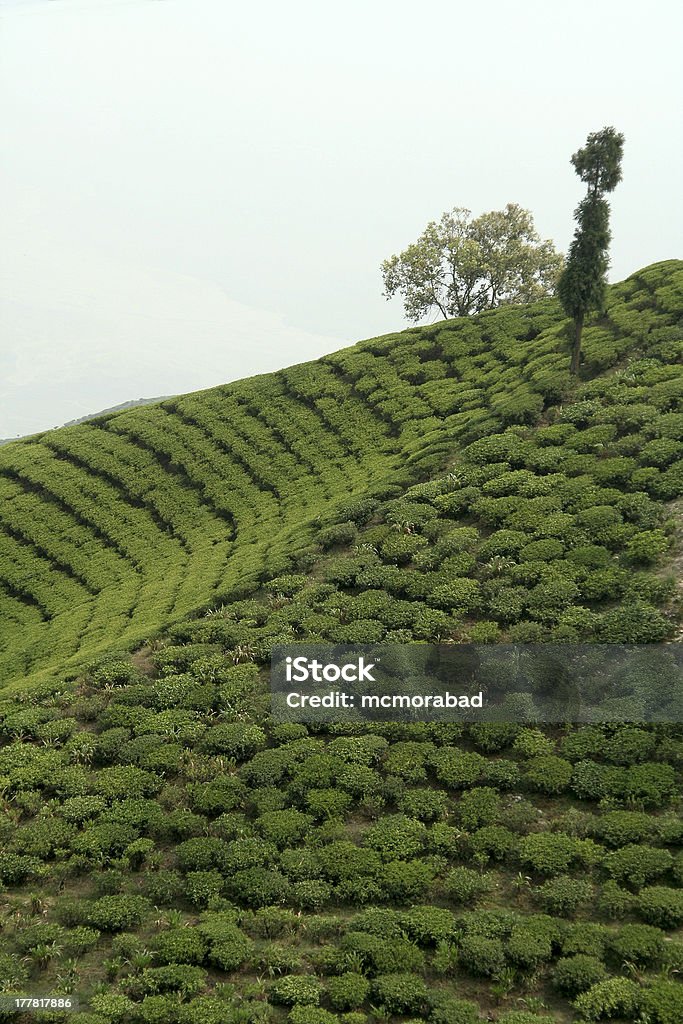 Palmeras en jardín de té - Foto de stock de Aire libre libre de derechos