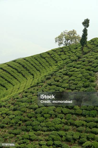 Photo libre de droit de Arbres Sur Le Jardin De Thé banque d'images et plus d'images libres de droit de Abrupt - Abrupt, Boisson, Camellia sinensis