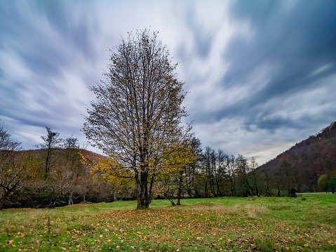 Huge tree in the autumn mountains against the background of clouds