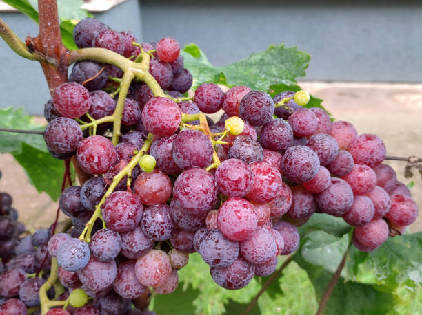 istock ripe fresh grapes growing in the vineyard 1778180917