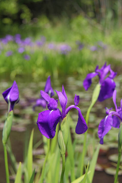 istock Group of purple irises in spring sunny day 177818346