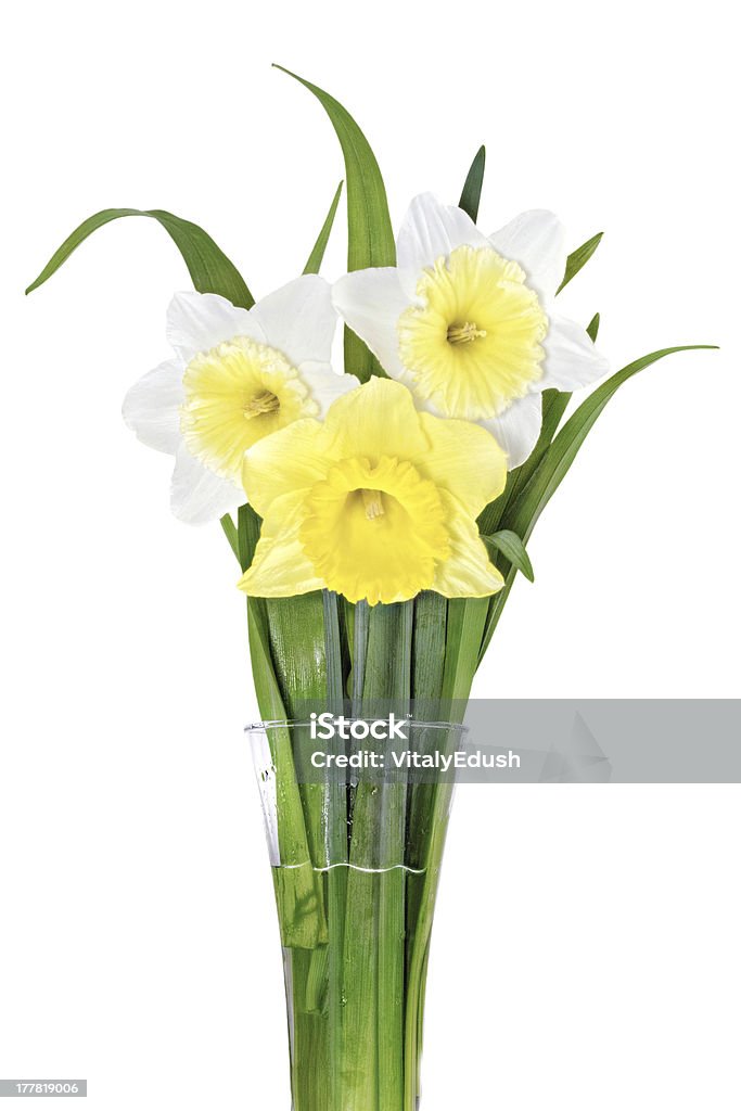 Três linda primavera flores: amarelo branco-laranja Papyraceus - Foto de stock de Abril royalty-free
