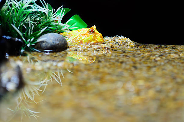 istock Albino Ceratophrys ornata (Pacman Frog) 177819091